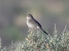 Cassin's sparrow