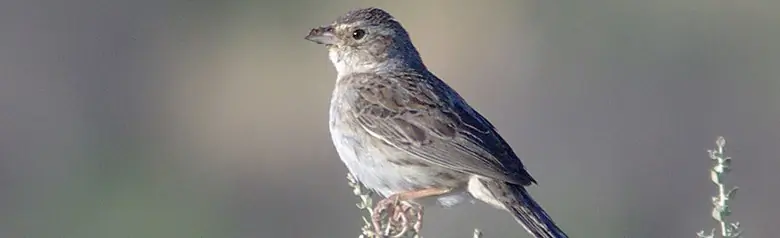 Cassin's sparrow