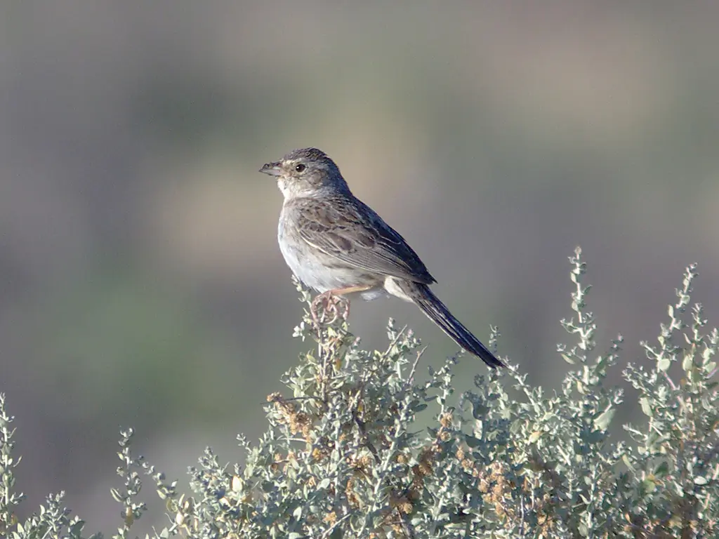 Cassin's sparrow