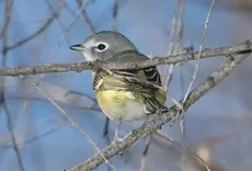 Cassin's vireo