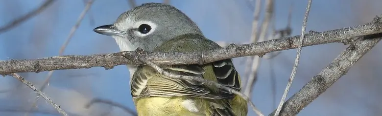 Cassin's vireo