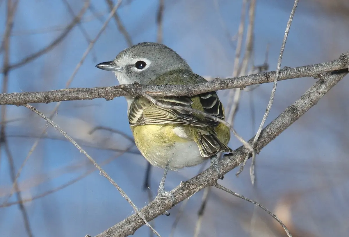 Cassin's vireo