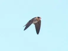 Cave swallow