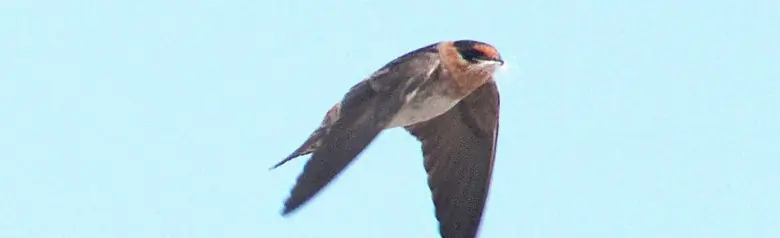 Cave swallow