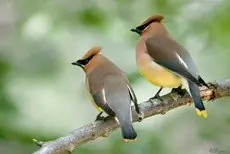 Cedar waxwing