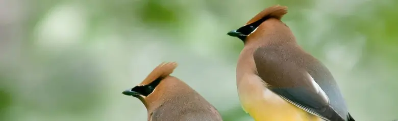 Cedar waxwing
