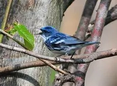Cerulean warbler