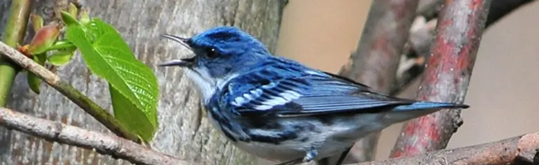 Cerulean warbler