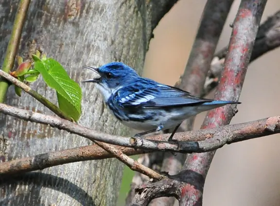 Cerulean warbler