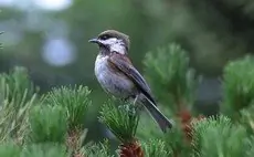 Chestnut-backed chickadee