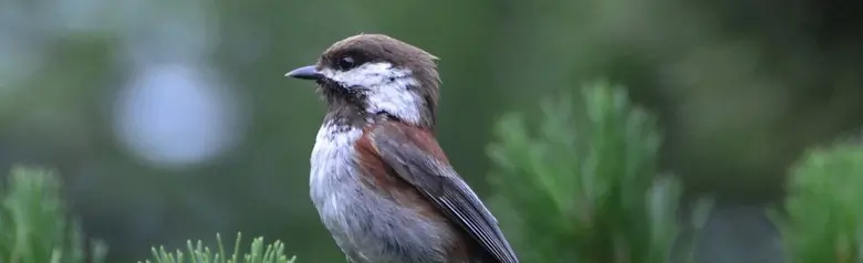 Chestnut-backed chickadee