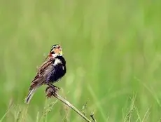 Chestnut-collared longspur