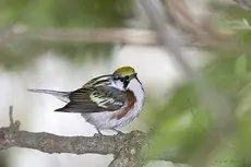 Chestnut-sided warbler