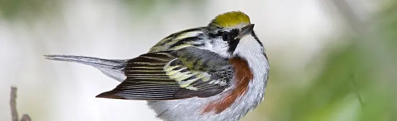 Chestnut-sided warbler