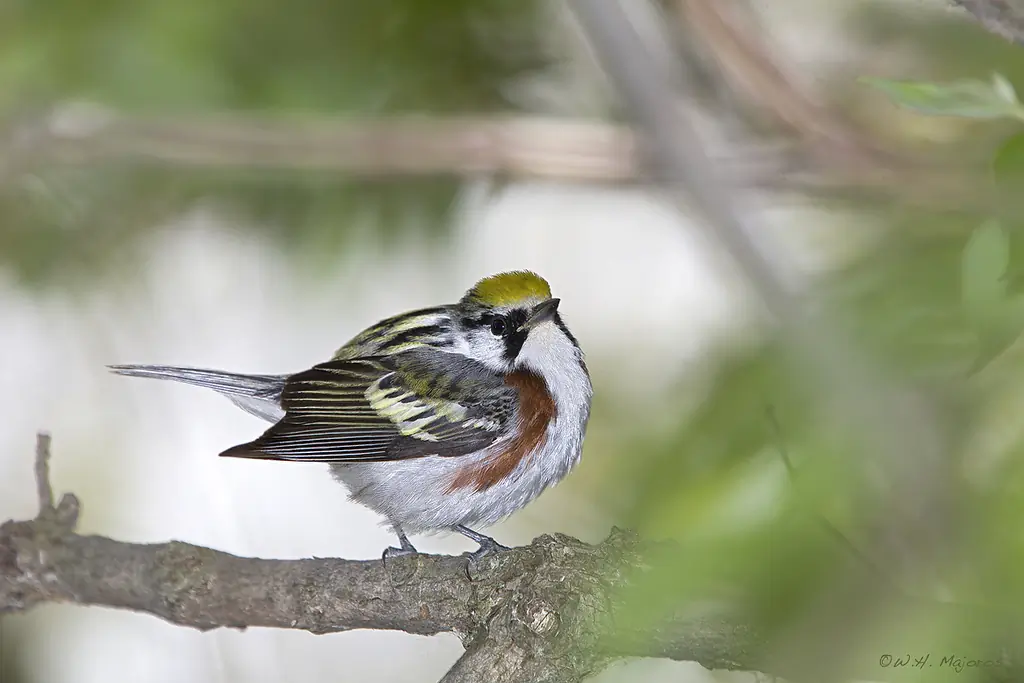 Chestnut-sided warbler