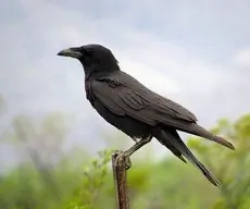 Chihuahuan raven