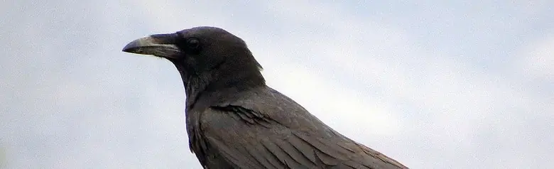 Chihuahuan raven