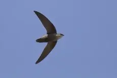 Chimney swift