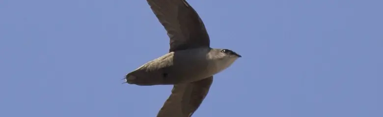 Chimney swift