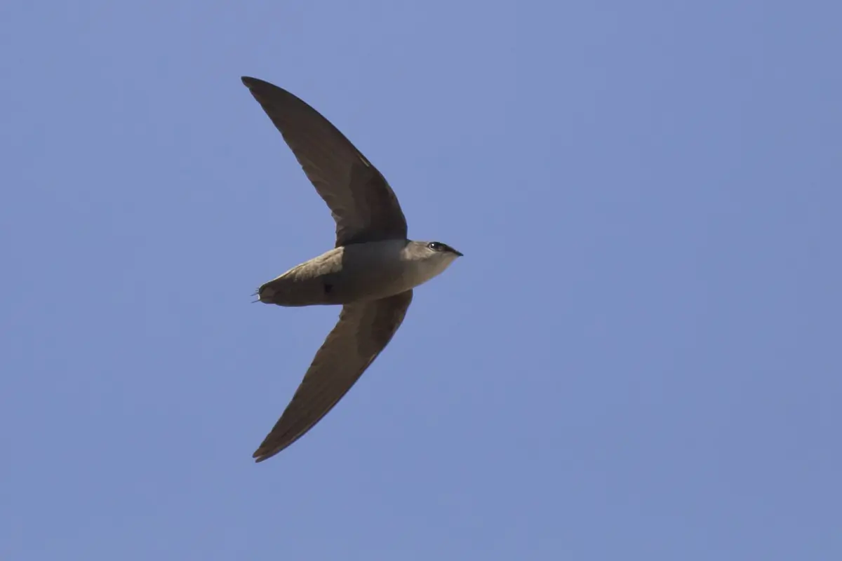 Chimney swift