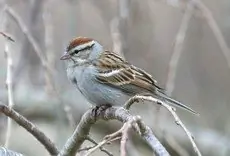 Chipping sparrow