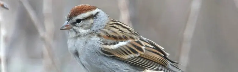 Chipping sparrow
