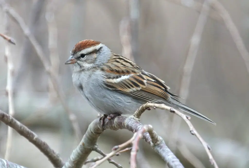 Chipping sparrow