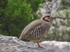 Chukar