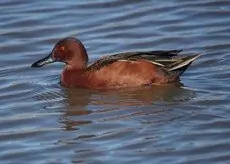 Cinnamon teal