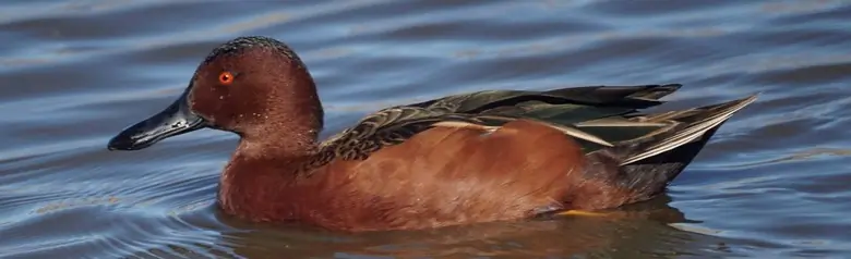 Cinnamon teal
