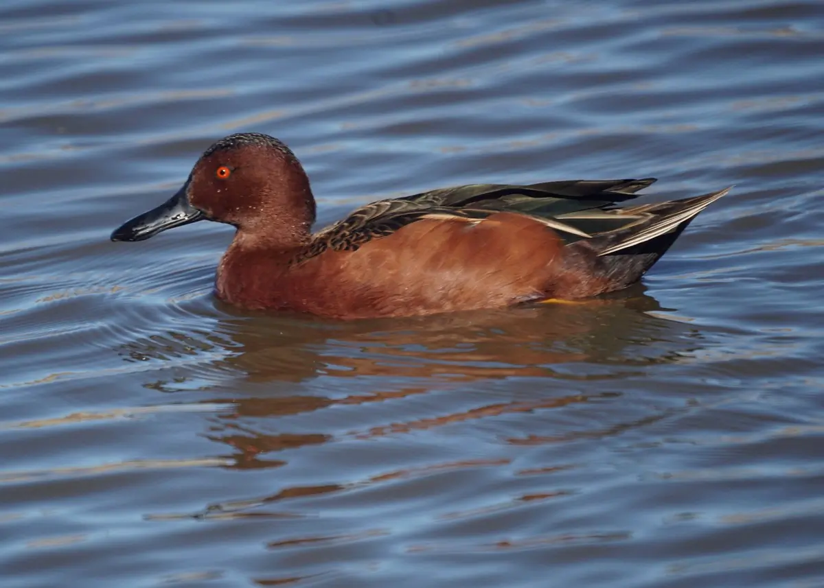 Cinnamon teal