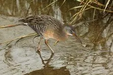 Clapper rail