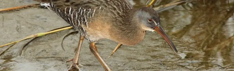 Clapper rail