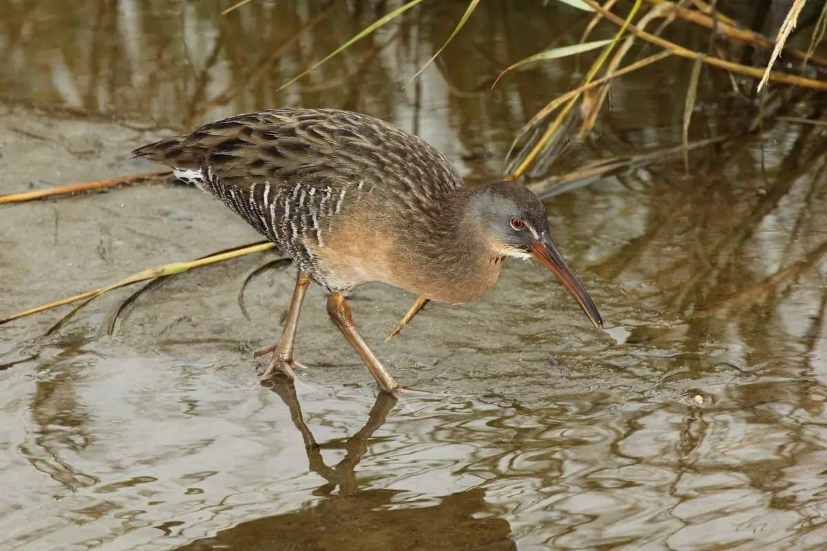 Clapper rail