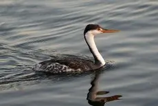 Clark's grebe