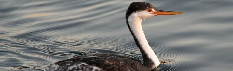 Clark's grebe