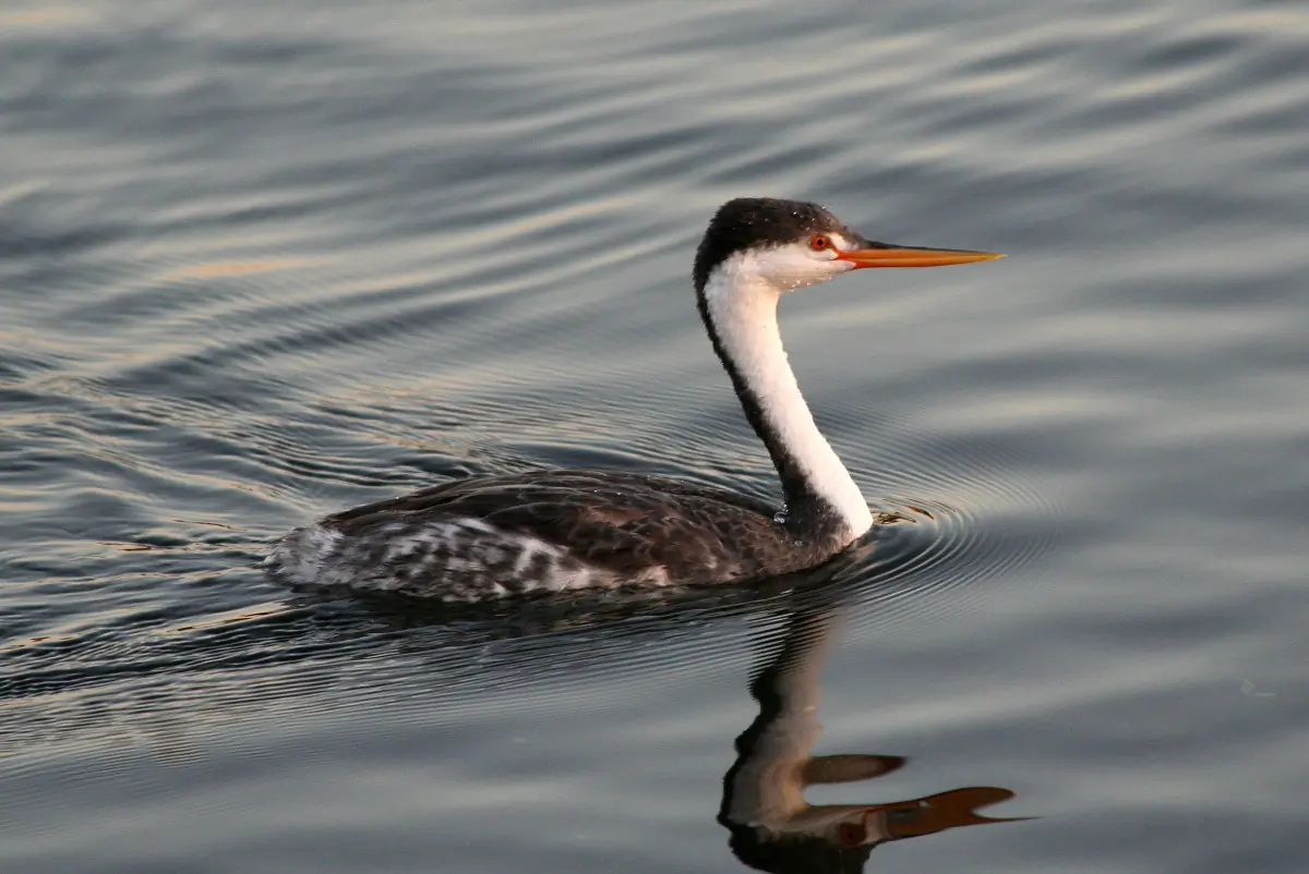 Clark's grebe