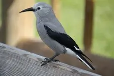 Clark's nutcracker