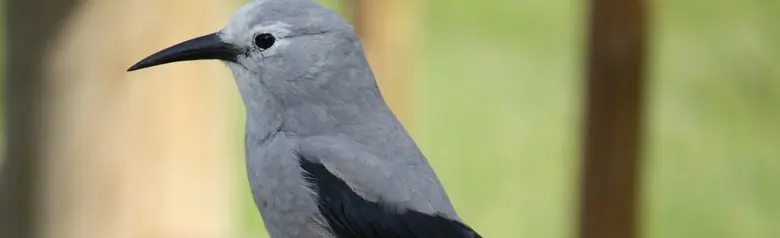 Clark's nutcracker