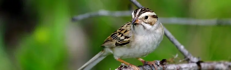Clay-colored sparrow