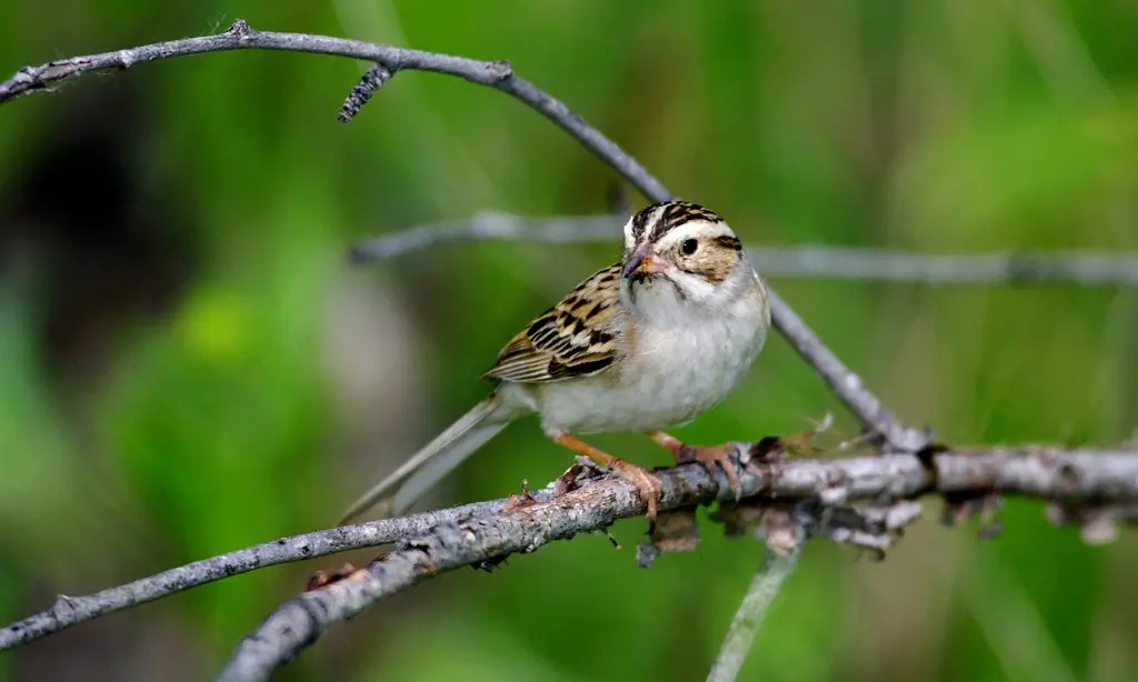 Clay-colored sparrow