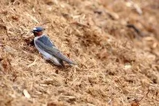 Cliff swallow
