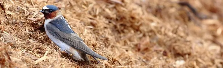 Cliff swallow