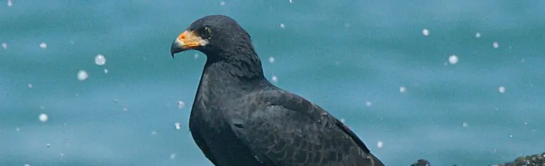Common black hawk