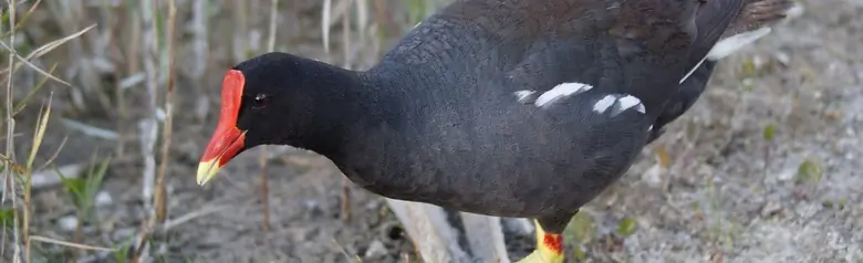 Common gallinule