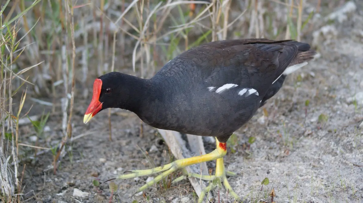 Common gallinule