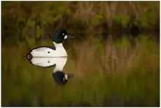 Common goldeneye