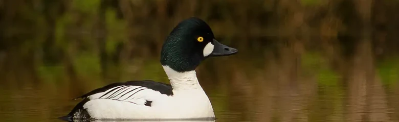A Goldeneye is seen lying on the surface of the water. The bird's colors and yellow eyes are very distinct.
