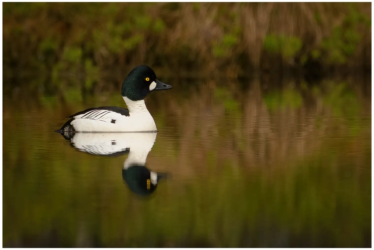 A Goldeneye is seen lying on the surface of the water. The bird's colors and yellow eyes are very distinct.