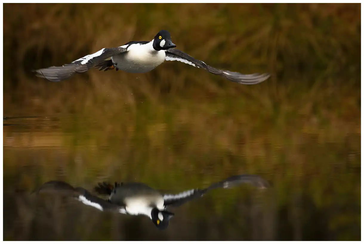 Common goldeneye